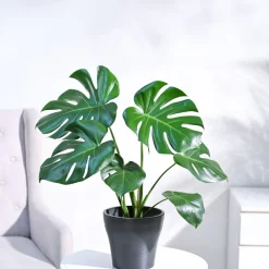 Monstera Deliciosa Plant