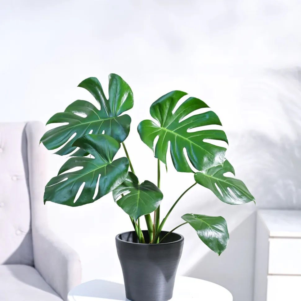 Monstera Deliciosa Plant
