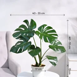 Monstera Deliciosa Plant