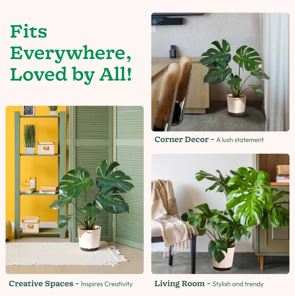 Monstera Deliciosa Plant