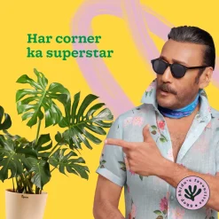 Monstera Deliciosa Plant
