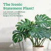Monstera Deliciosa Plant - XL