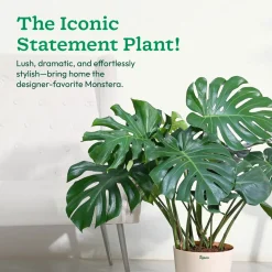Monstera Deliciosa Plant - XL