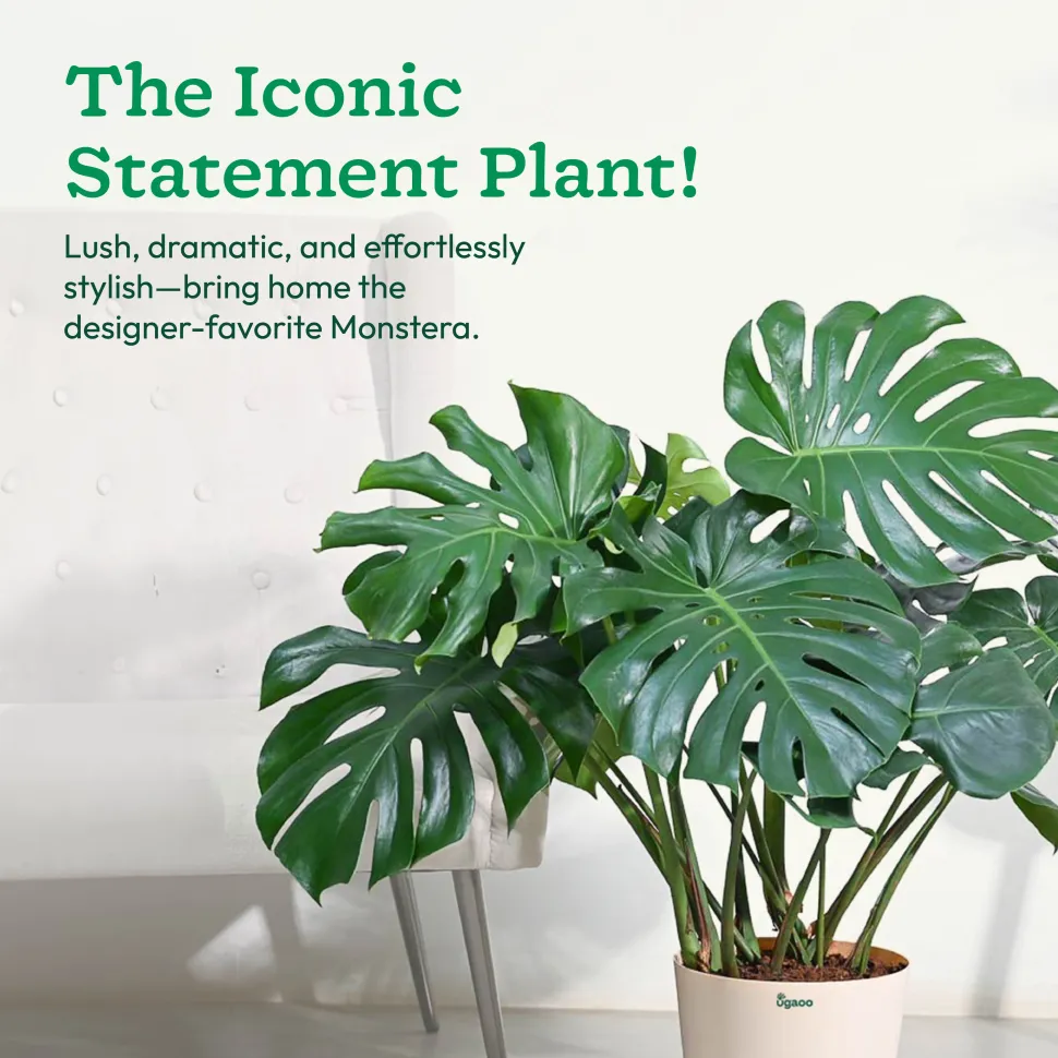 Monstera Deliciosa Plant - XL