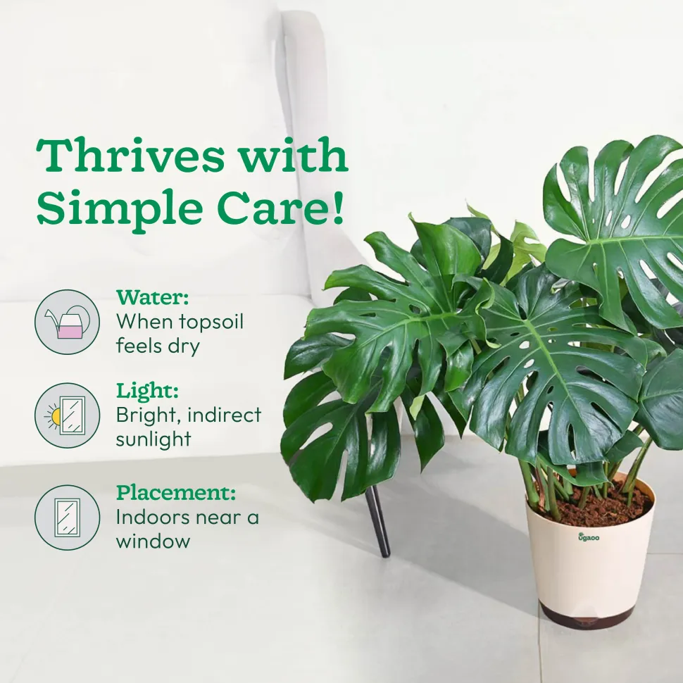 Monstera Deliciosa Plant - XL