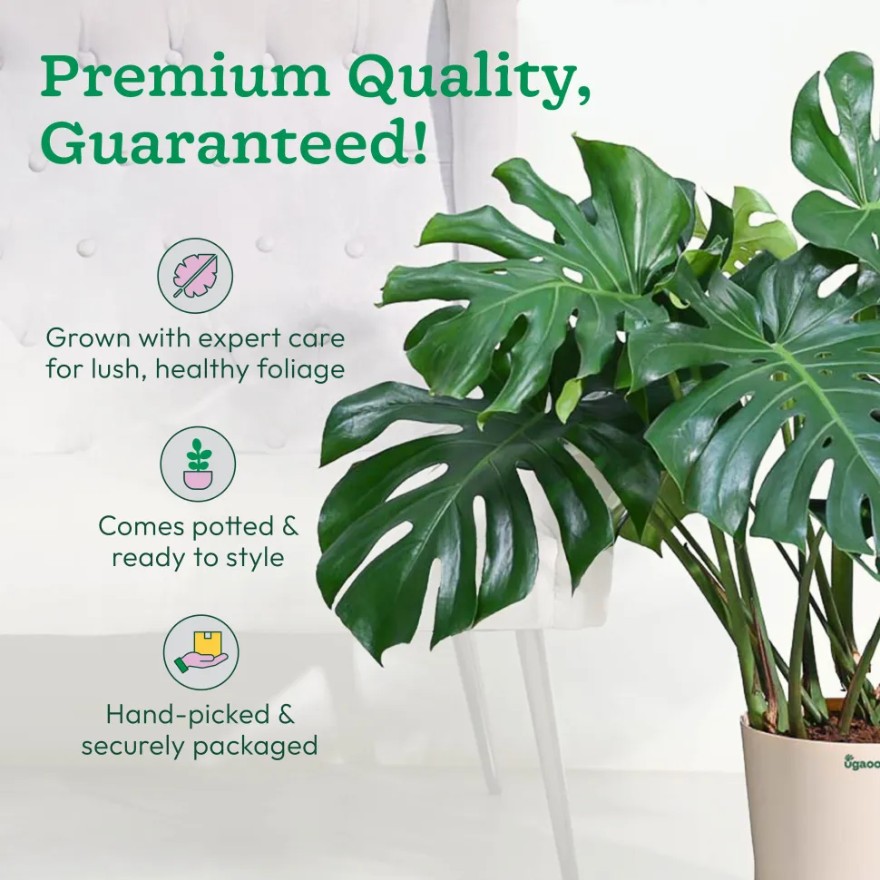 Monstera Deliciosa Plant - XL