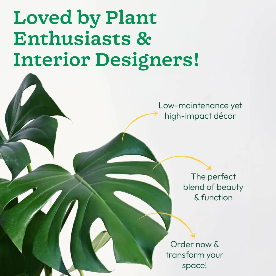 Monstera Deliciosa Plant - XL