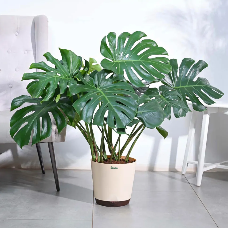 Monstera Deliciosa Plant - XL