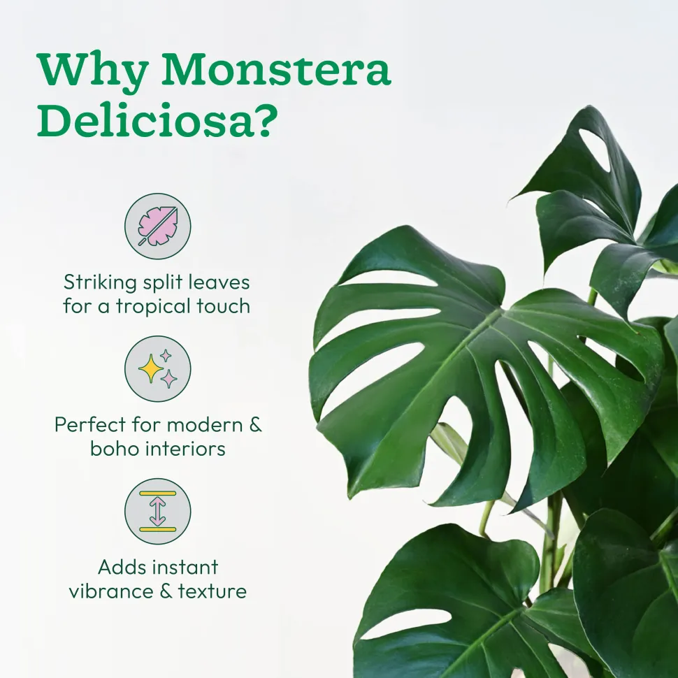 Monstera Deliciosa Plant - XL