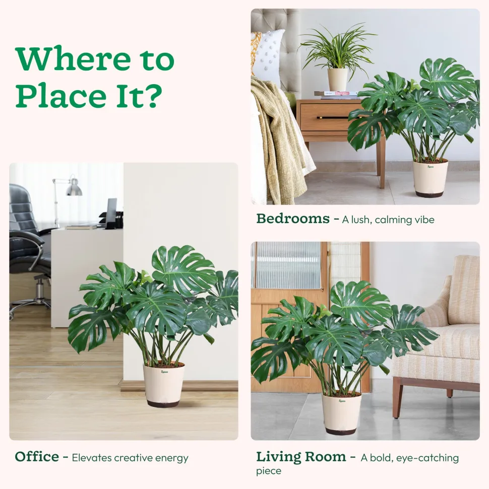 Monstera Deliciosa Plant - XL
