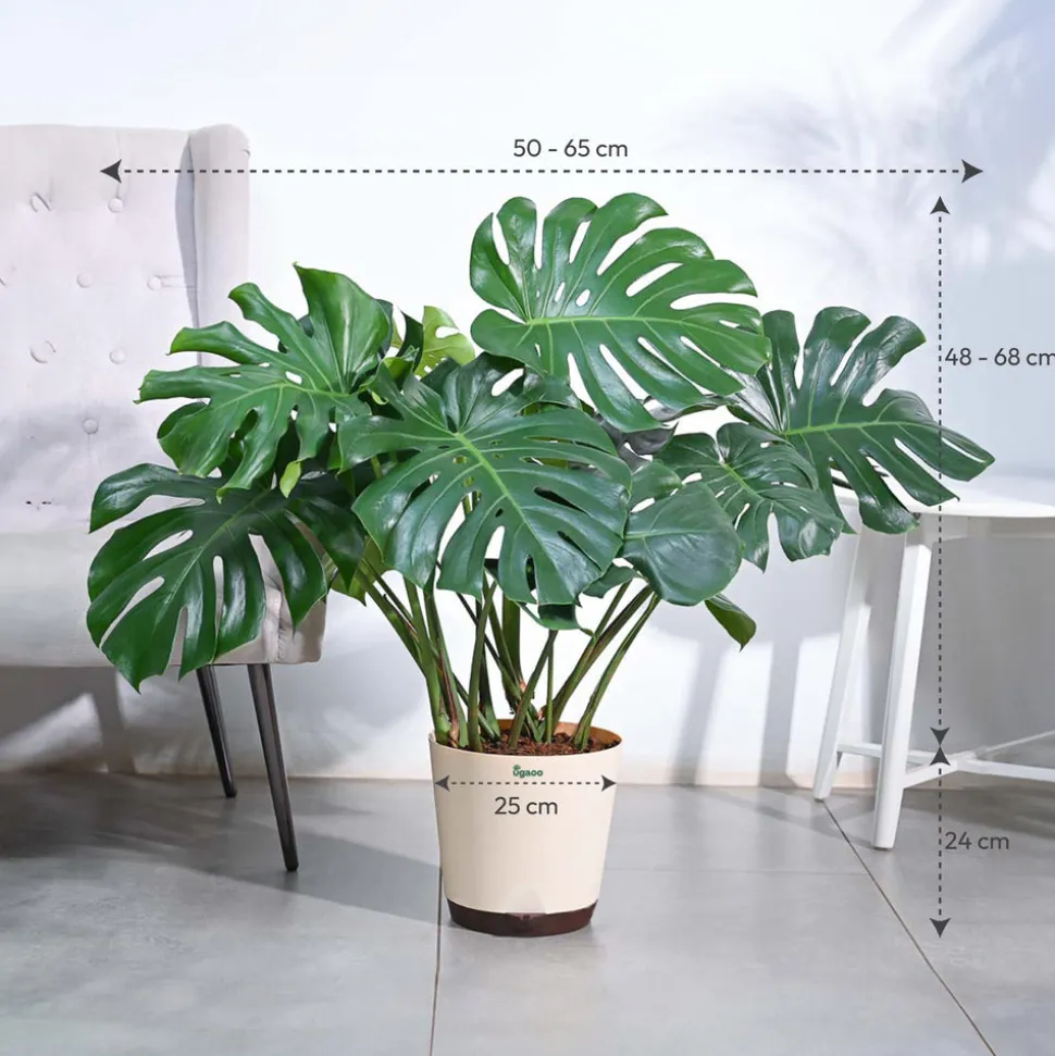 Monstera Deliciosa Plant - XL