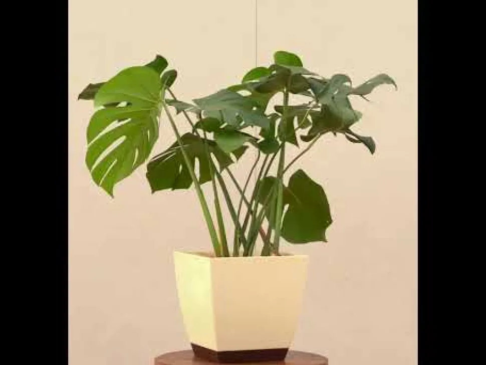 Monstera Deliciosa Plant - XL