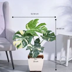 Monstera Thai Constellation XL
