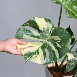 Monstera Thai Constellation XL