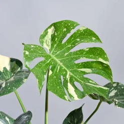 Monstera Thai Constellation XL