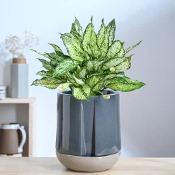 Moonlight Drama Ceramic Planter