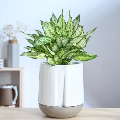 Moonlight Drama Ceramic Planter
