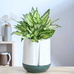 Moonlight Drama Ceramic Planter