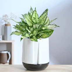 Moonlight Drama Ceramic Planter