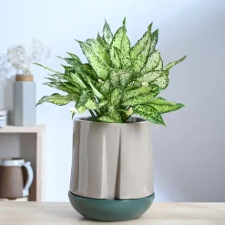 Moonlight Drama Ceramic Planter