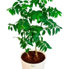 Multivitamin Plant