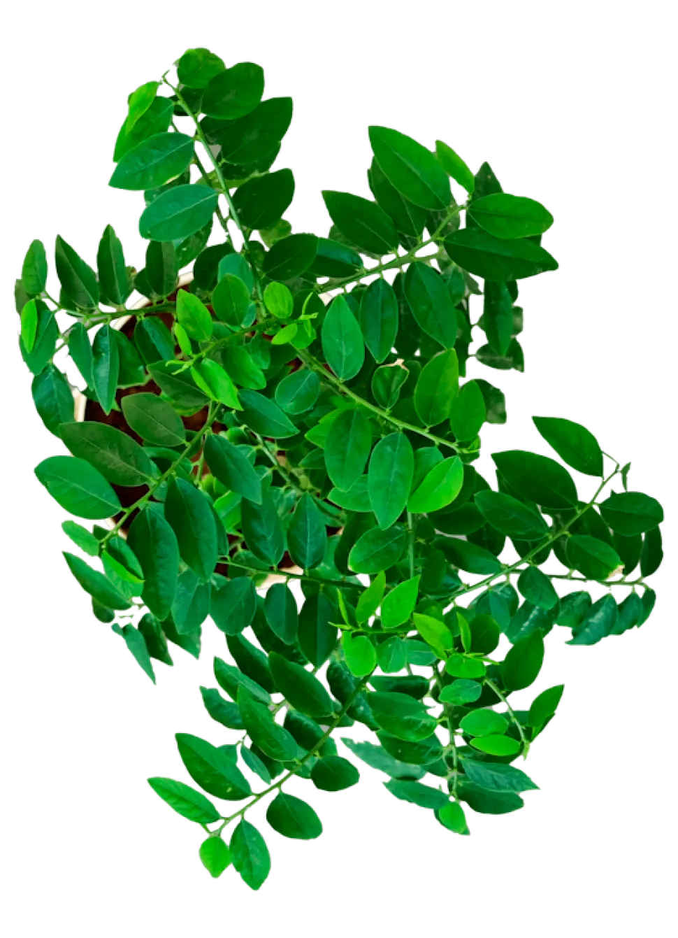 Multivitamin Plant