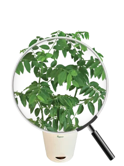 Multivitamin Plant