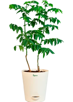 Multivitamin Plant