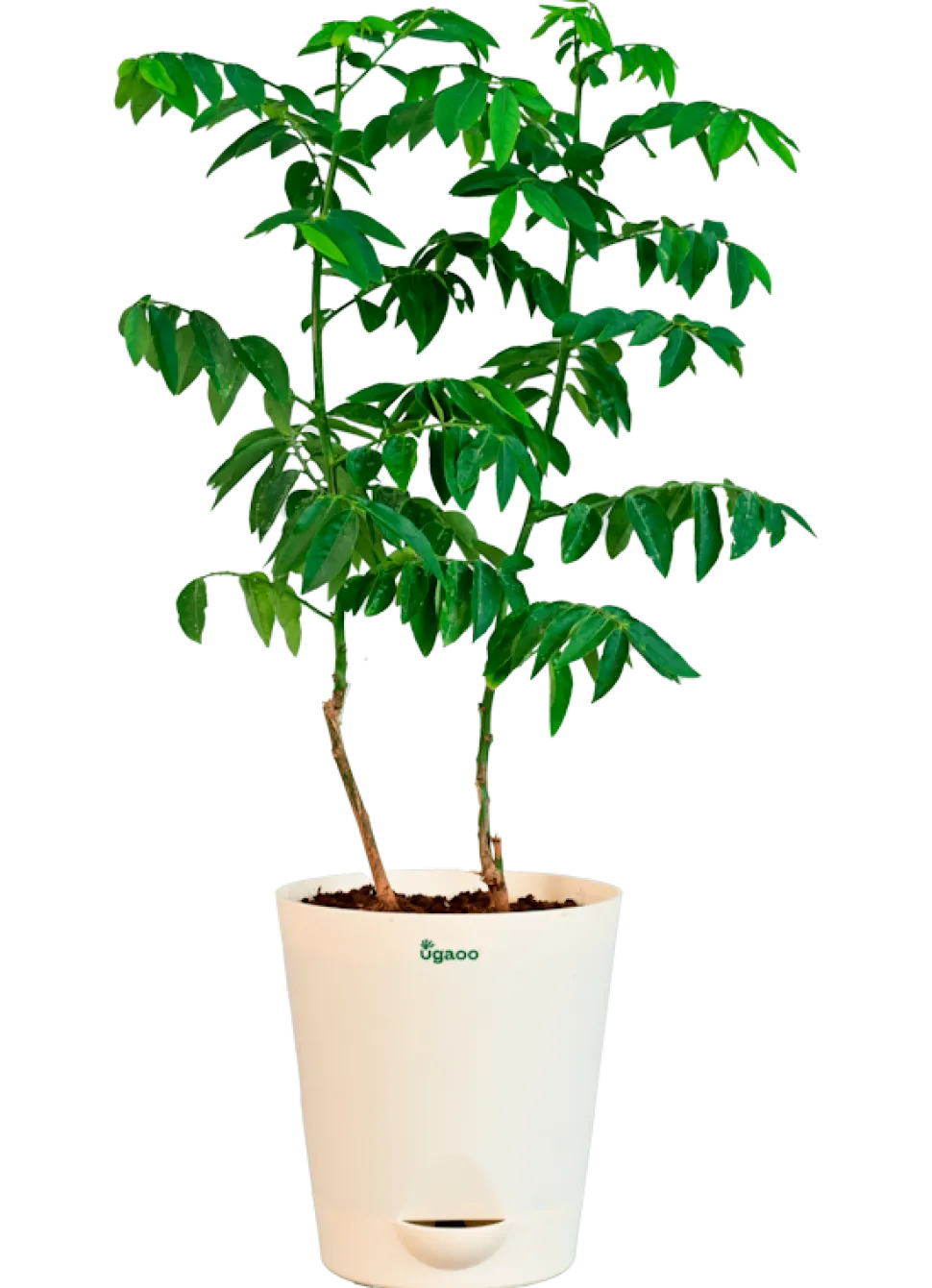 Multivitamin Plant