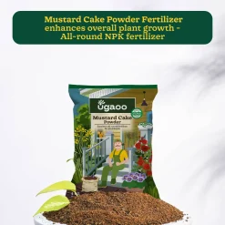 Mustard Cake Powder