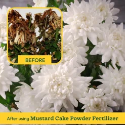 Mustard Cake Powder