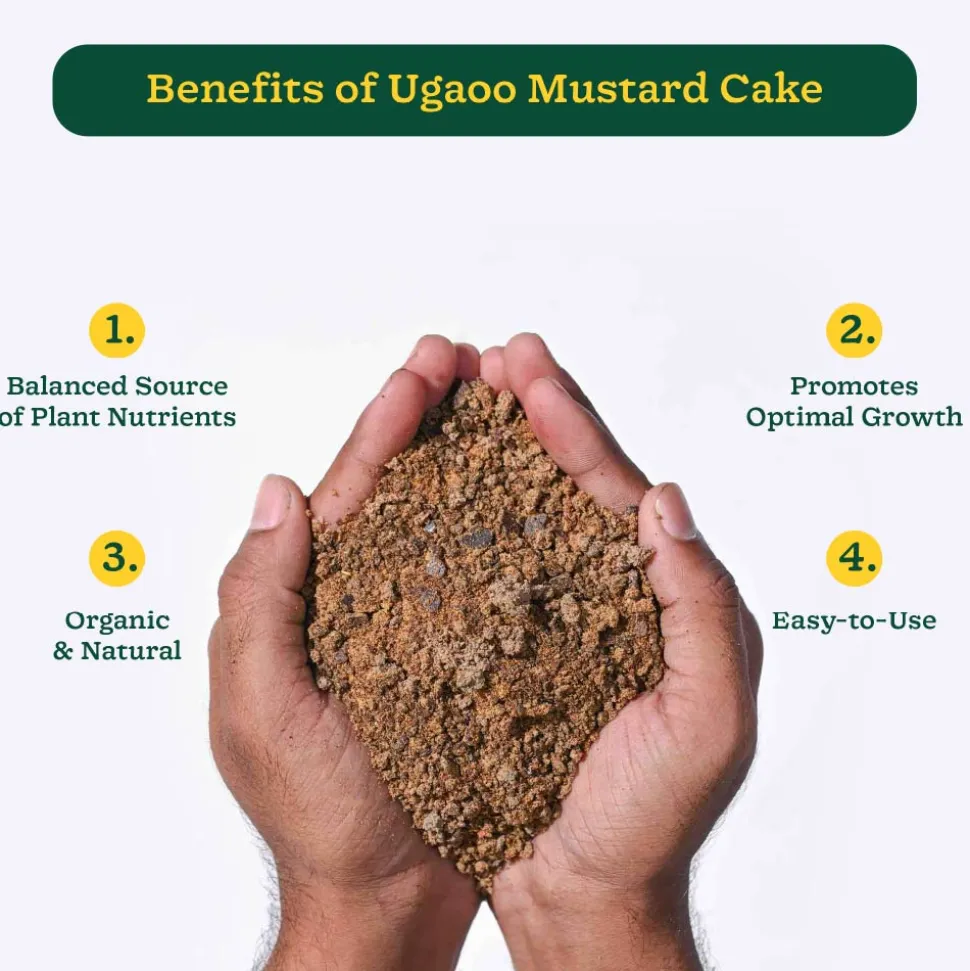 Mustard Cake Powder