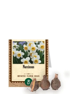 Narcissus Bulbs