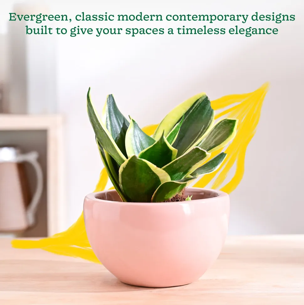 Nature's Hum Fat Ceramic Planter