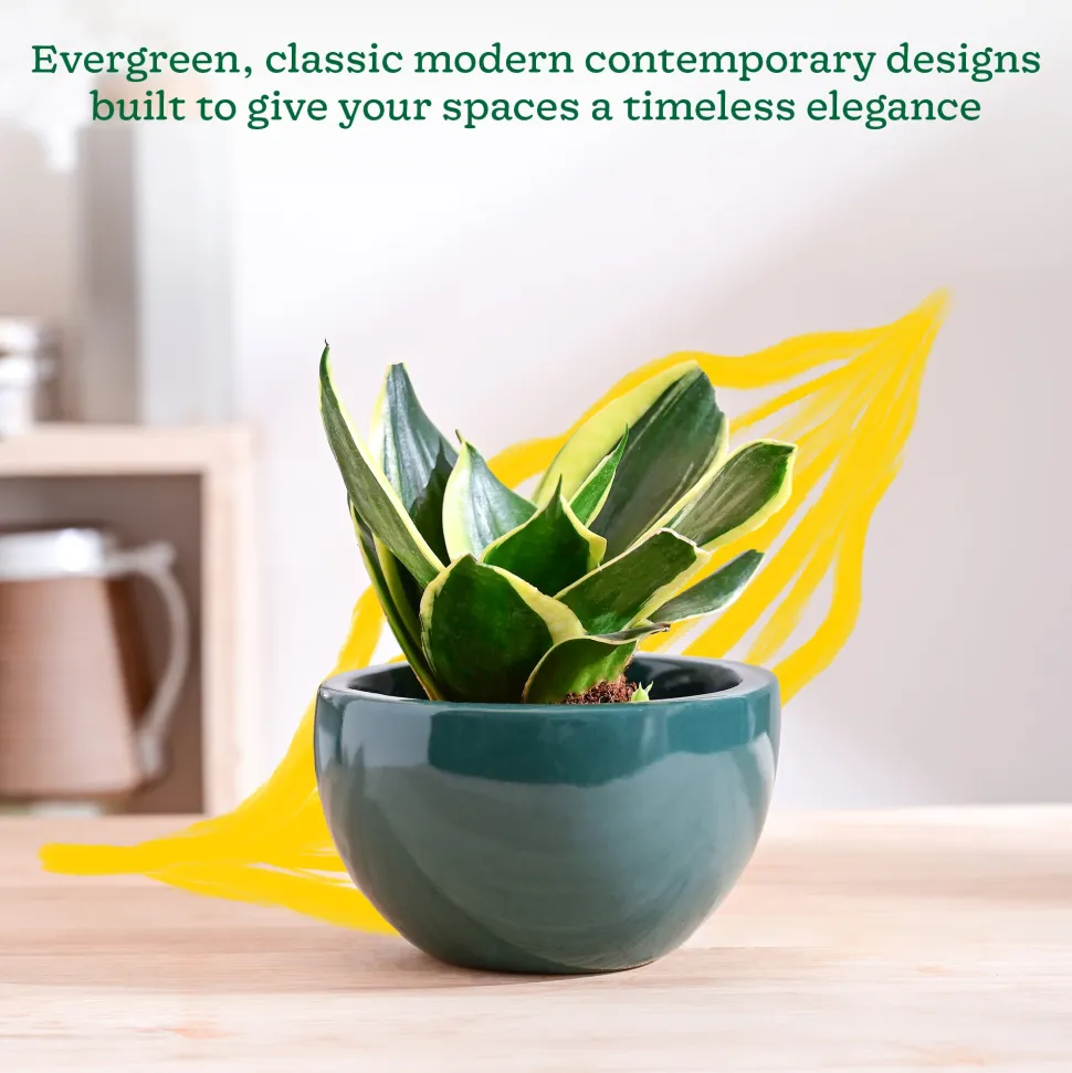 Nature's Hum Fat Ceramic Planter