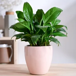 Nature's Hum Slim Ceramic Planter