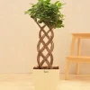 Netted Ficus Tree