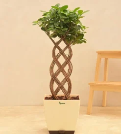 Netted Ficus Tree
