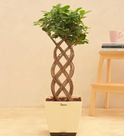 Netted Ficus Tree