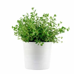 Oregano Seeds