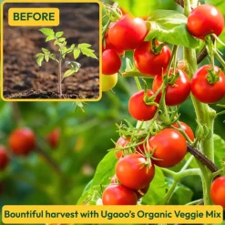 Organic Veggie Mix - 5 Kg