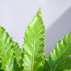 Osaka Bird Nest Fern