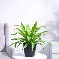 Osaka Bird Nest Fern