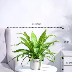 Osaka Bird Nest Fern