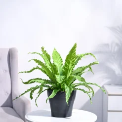 Osaka Bird Nest Fern