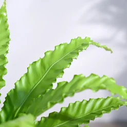 Osaka Bird Nest Fern