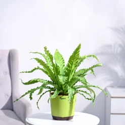 Osaka Bird Nest Fern