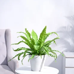 Osaka Bird Nest Fern