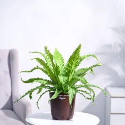 Osaka Bird Nest Fern