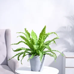 Osaka Bird Nest Fern